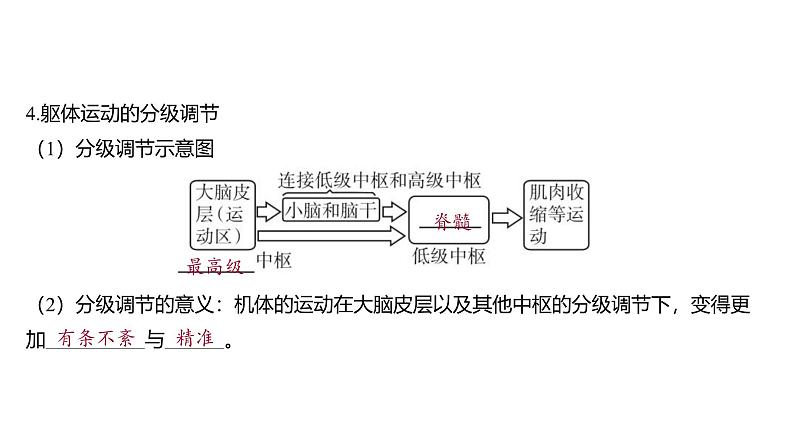 2024-2025学年 生物人教版 选择性必修一 神经系统的分级调节  课件第6页