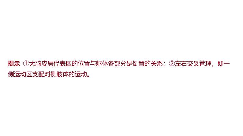 2024-2025学年 生物人教版 选择性必修一 神经系统的分级调节  课件第8页