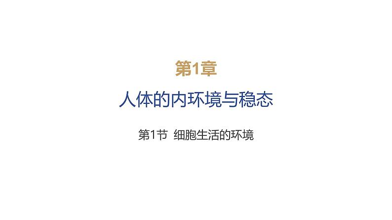 2024-2025学年 生物人教版 选择性必修一 细胞生活的环境  课件06