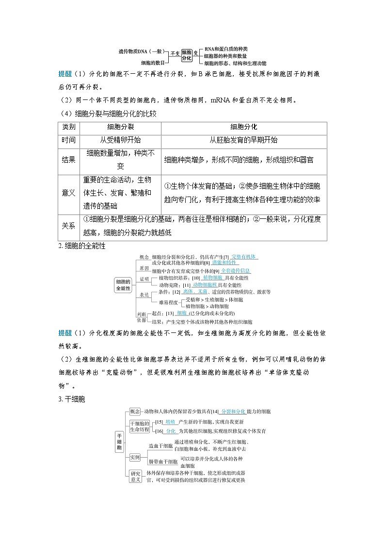 2025年高考生物精品教案第四章细胞的生命历程课时3细胞的分化、衰老和死亡03