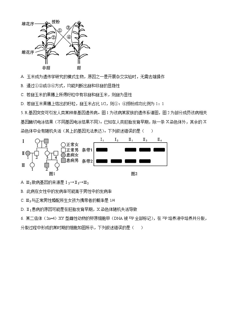 湖北省鄂东南三校2024-2025学年高二上学期开学联考生物试卷（Word版附解析）02