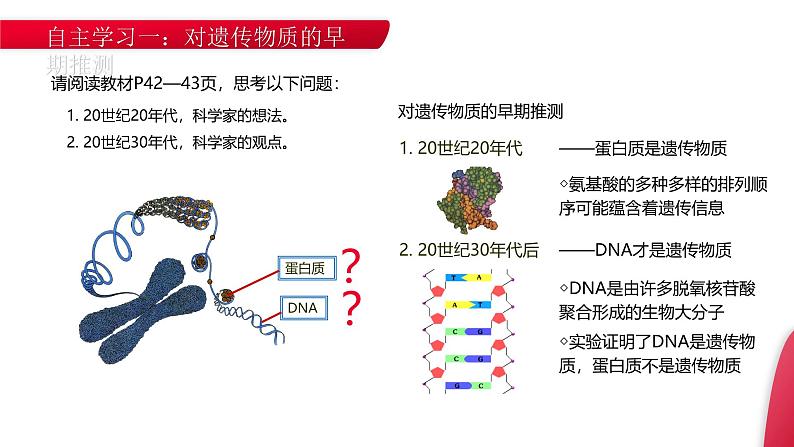 《DNA是主要的遗传物质》高一下册生物必修二PPT课件（第3.1课时）第3页