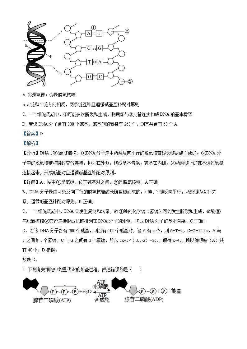 江西省南昌市聚仁高级中学2024-2025学年高二上学期入学考试生物试题（解析版）第3页