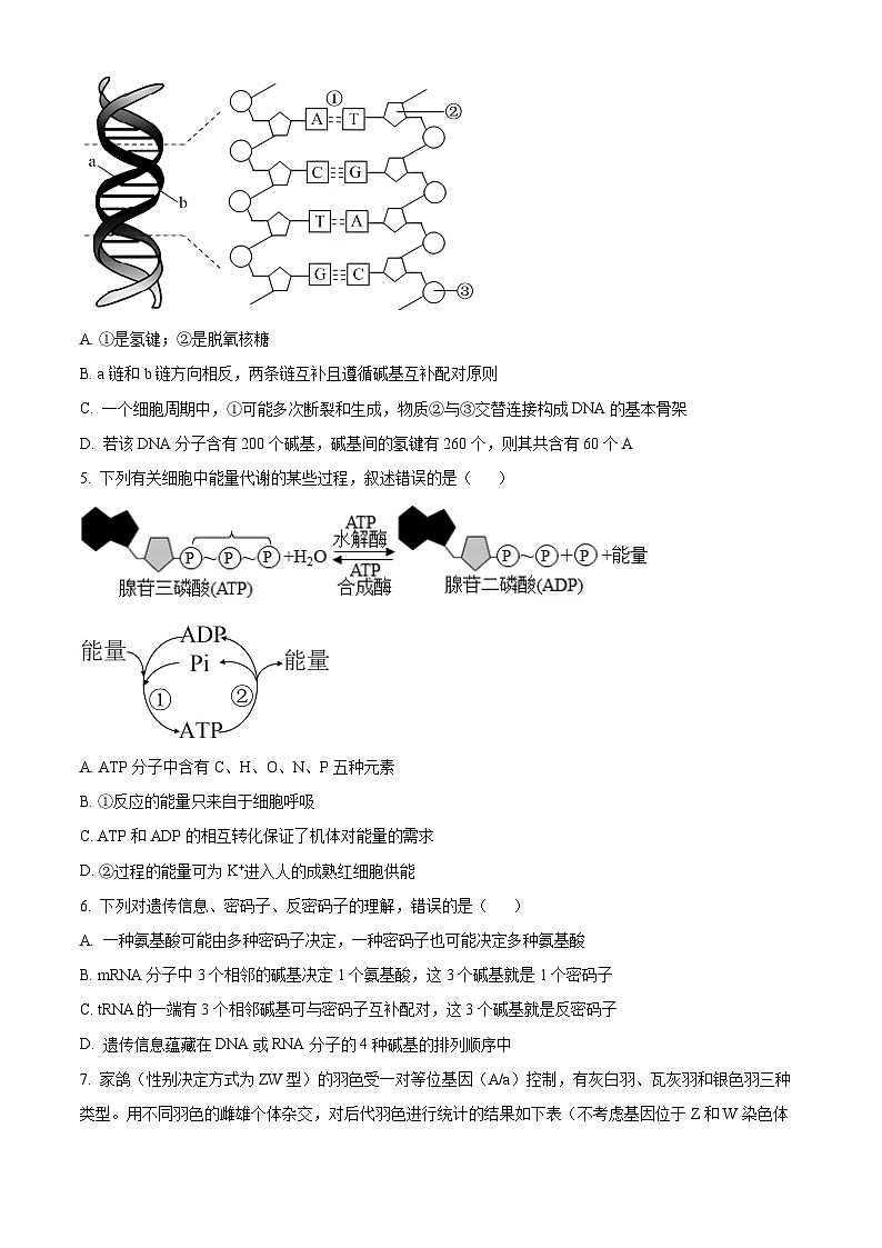 江西省南昌市聚仁高级中学2024-2025学年高二上学期入学考试生物试题（原卷版）第2页