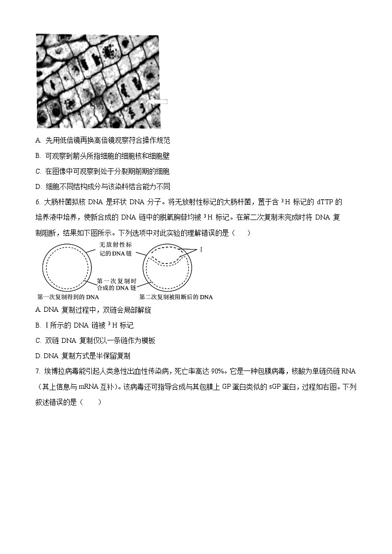 北京西城外国语学校2024--2025学年高三上学期开学考试生物试题（原卷版）第3页