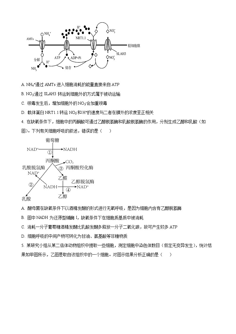 山东省济宁市邹城市北大新世纪高级中学有限公司2024-2025学年高三上学期开学生物试题（原卷版）第2页
