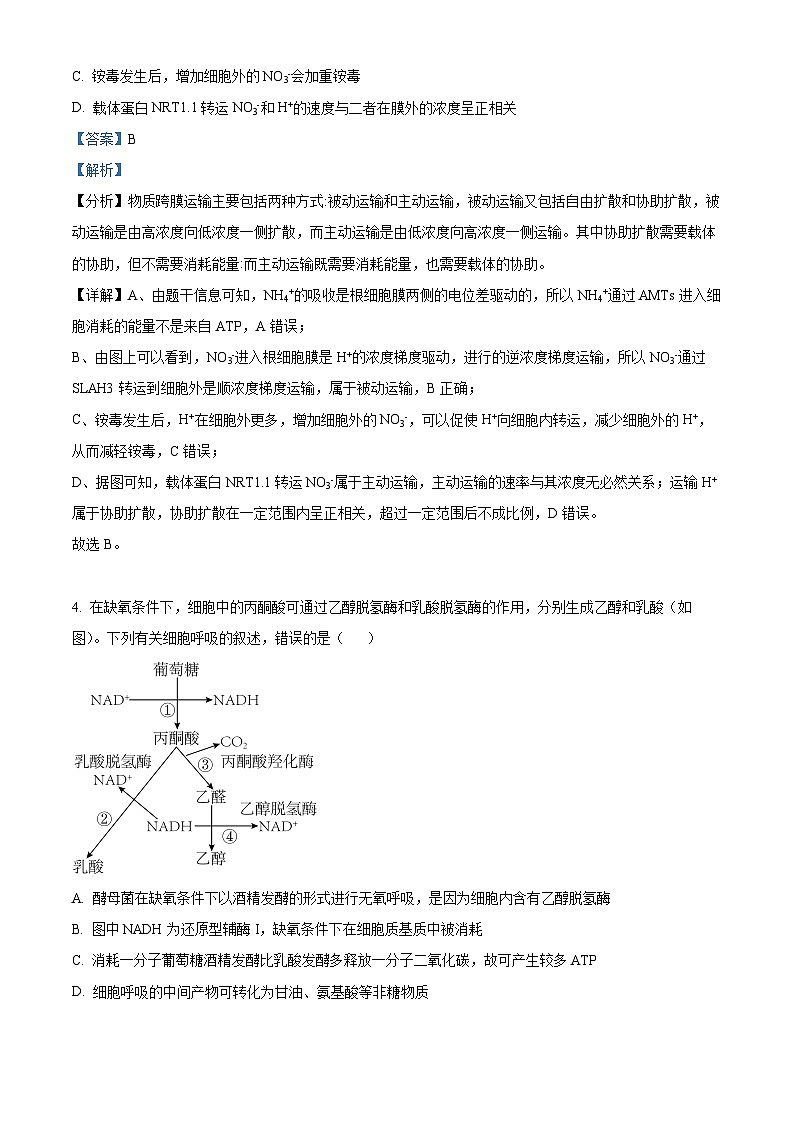 山东省济宁市邹城市北大新世纪高级中学有限公司2024-2025学年高三上学期开学生物试题（解析版）第3页