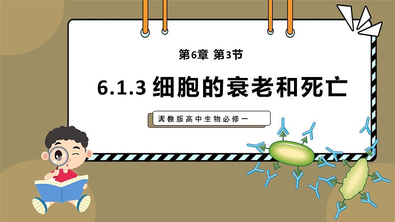 人教版高中生物必修一课件第6章 第3节6.3 细胞的衰老和死亡 课件第1页