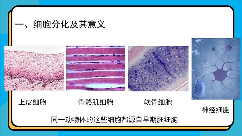 人教版高中生物必修一课件第6章 第2节6.2 细胞的分化 课件08