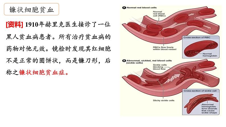 人教版（2019）高中生物必修二第五章第1节  基因突变和基因重组-课件第4页