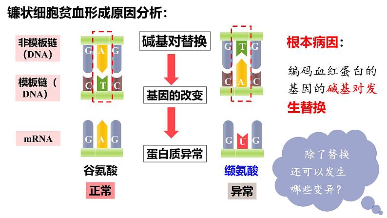 人教版（2019）高中生物必修二第五章第1节  基因突变和基因重组-课件第6页