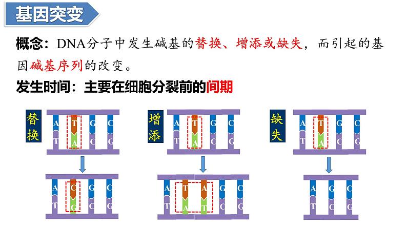人教版（2019）高中生物必修二第五章第1节  基因突变和基因重组-课件第7页