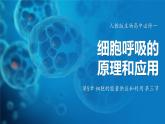 人教版生物高中必修一第5章 细胞的能量供应和利用第三节细胞呼吸的原理和应用 课件