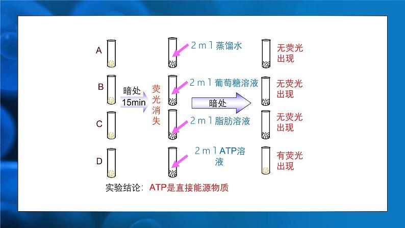 人教版生物高中必修一第5章 细胞的能量供应和利用 第二节细胞的能量“货币”—ATP 课件第7页