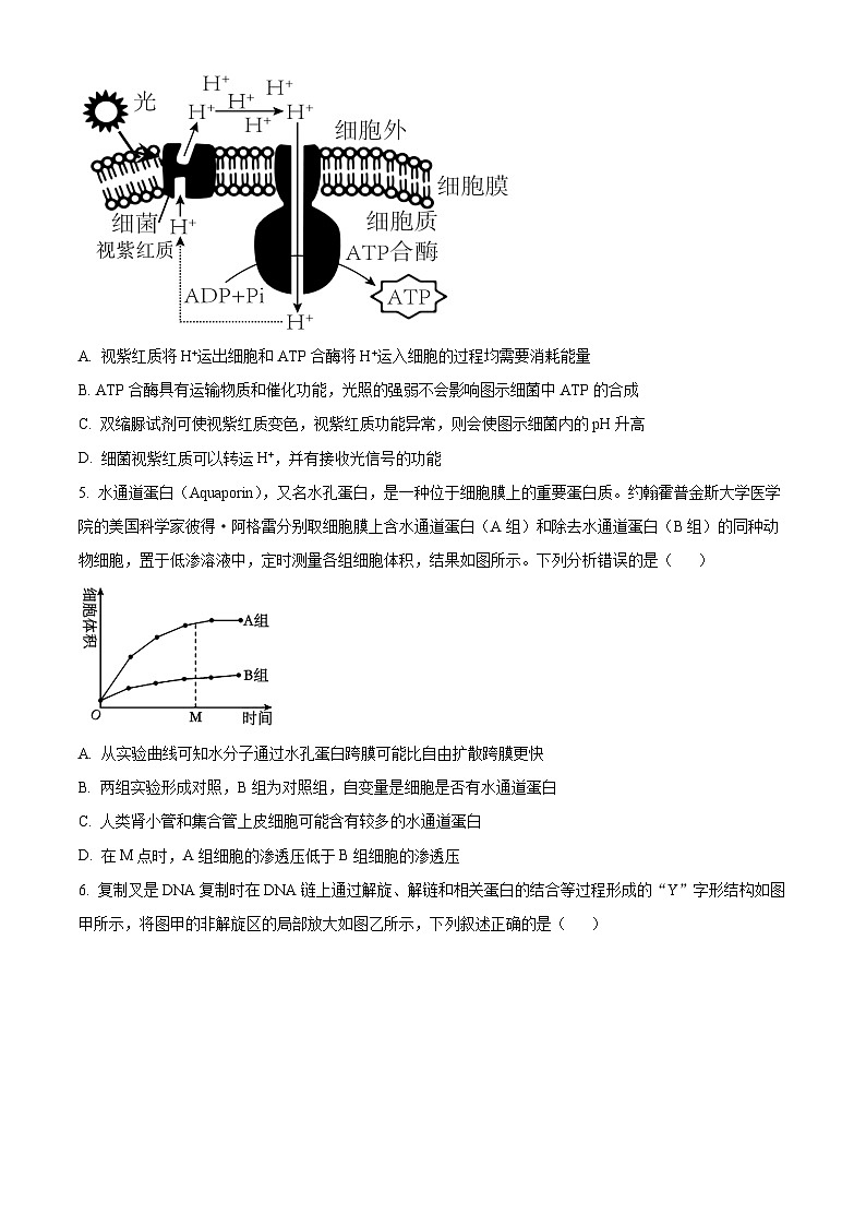 湖南省名校联盟2024-2025学年高二上学期入学考试生物试题（原卷版+解析版）02