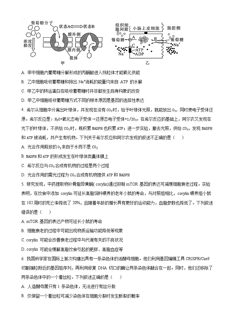 湖北省宜昌市等4地2024-2025学年高三上学期开学考试生物试题（原卷版+解析版）02