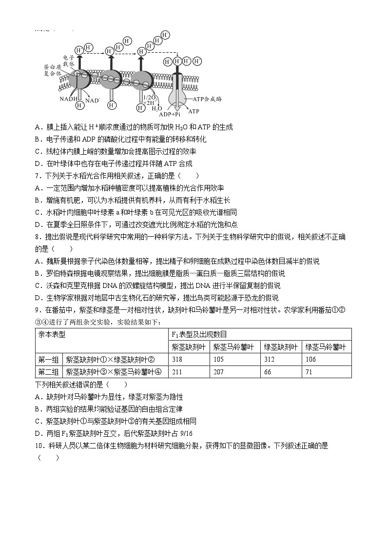 安徽省A10联盟2024-2025学年高二上学期9月初开学摸底考生物试题(无答案)第2页