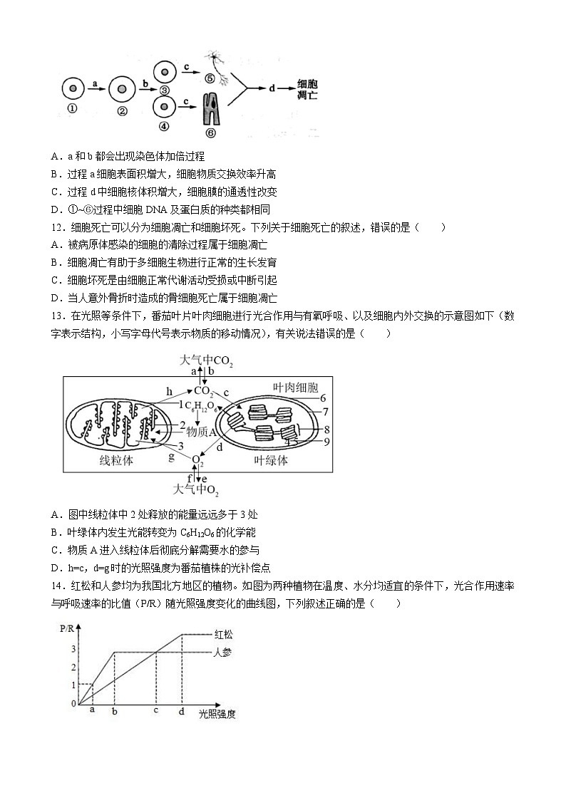 四川省成都列五中学2024-2025学年高三上学期入学摸底测试生物试卷（Word版附答案）第3页