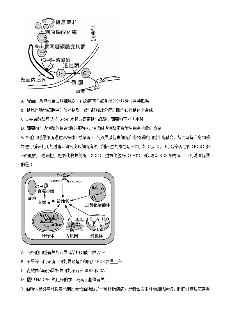重庆市育才中学2024-2025学年高三上学期开学考试生物试卷（Word版附解析）02