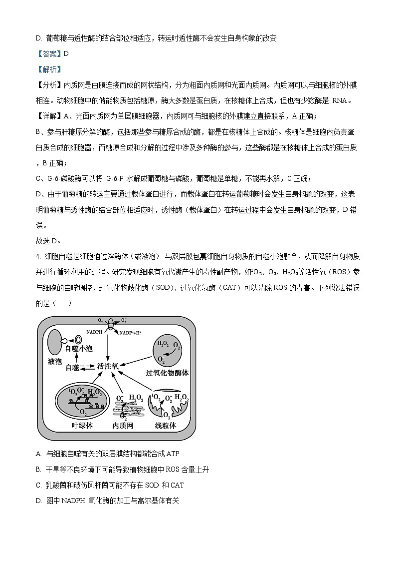 重庆市育才中学2024-2025学年高三上学期开学考试生物试卷（Word版附解析）03