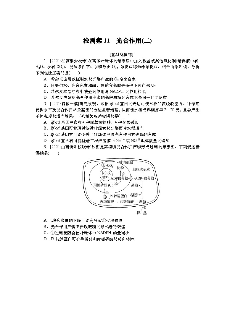 2025届高中生物一轮分层复习检测案11　光合作用(二)（含解析）01