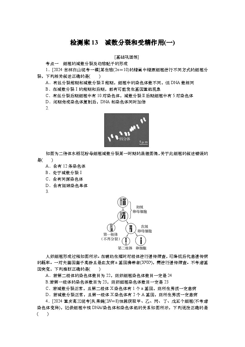 2025届高中生物一轮分层复习检测案13　减数分裂和受精作用(一)（含解析）01