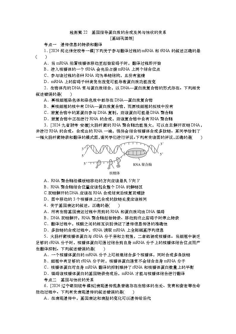 2025届高中生物一轮分层复习检测案22　基因指导蛋白质的合成及其与性状的关系（含解析）01