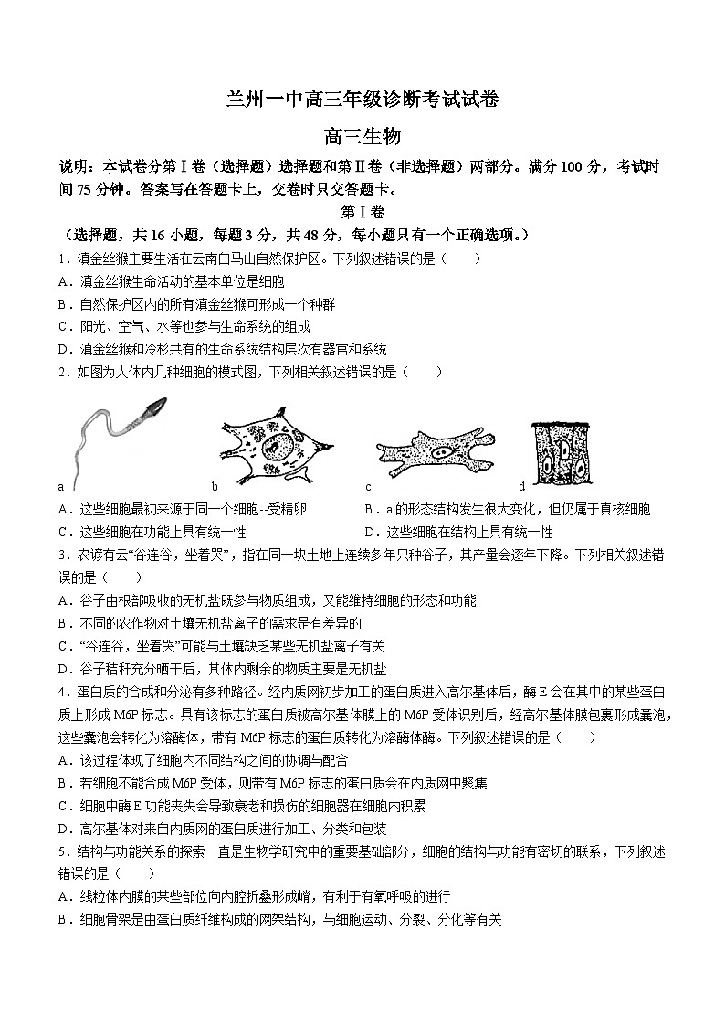 甘肃省兰州第一中学2024-2025学年高三上学期开学考试生物试卷（Word版附答案）01