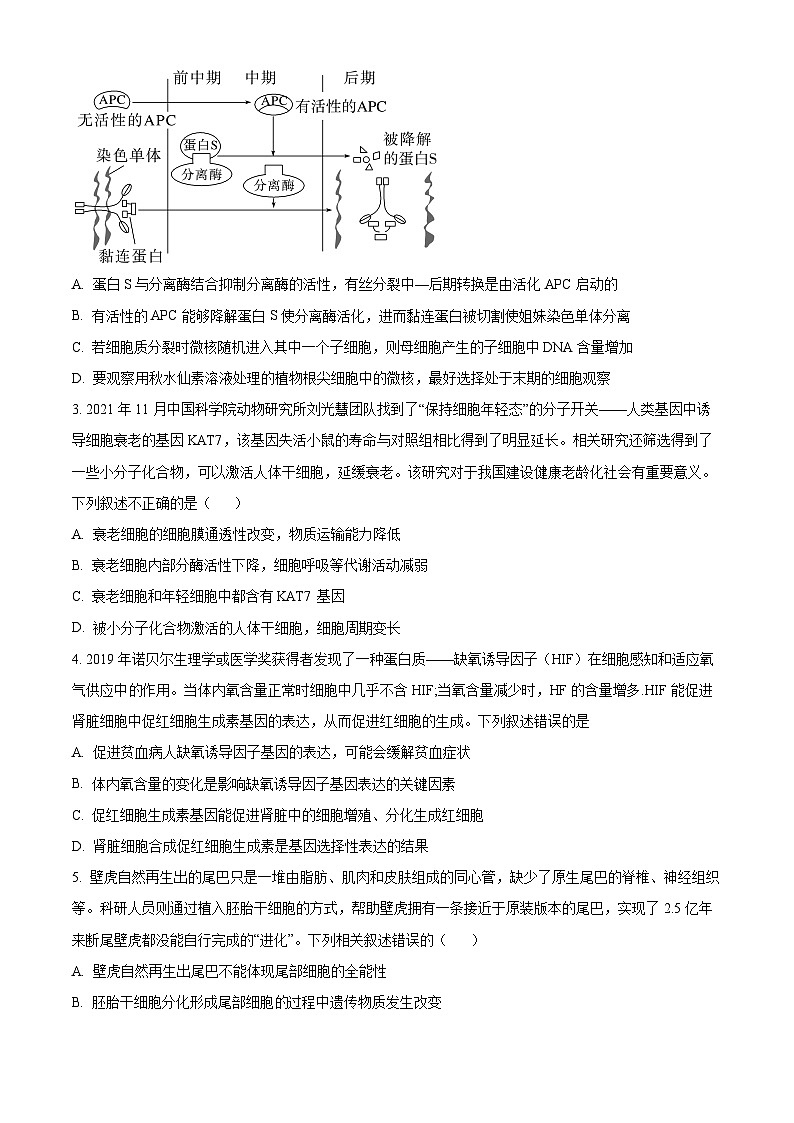 湖北省孝感市新高考联考协作体2024-2025学年高二上学期9月开学联考生物试卷（Word版附解析）02