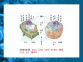 人教版生物高中必修一第3章 细胞的基本结构第2节 细胞器之间的分工合作 课件
