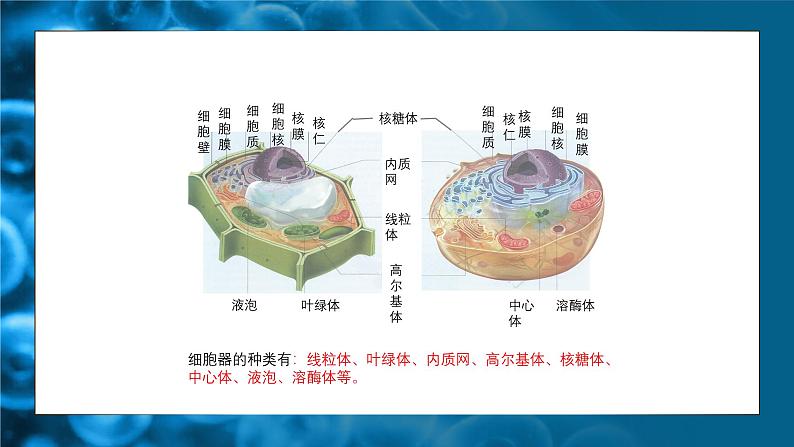 人教版生物高中必修一第3章 细胞的基本结构第2节 细胞器之间的分工合作 课件第4页