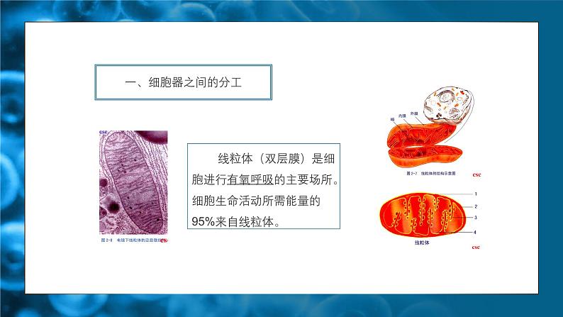 人教版生物高中必修一第3章 细胞的基本结构第2节 细胞器之间的分工合作 课件第7页