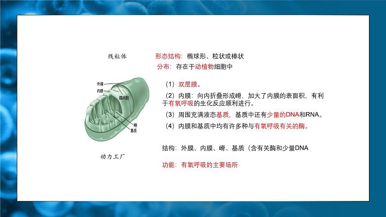 人教版生物高中必修一第3章 细胞的基本结构第2节 细胞器之间的分工合作 课件第8页