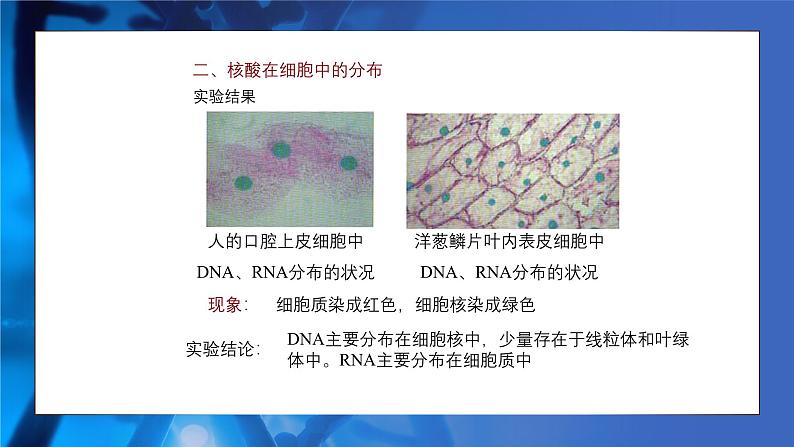 人教版生物高中必修一第2章 组成细胞的分子第五节核酸是遗传信息的携带者 课件第8页