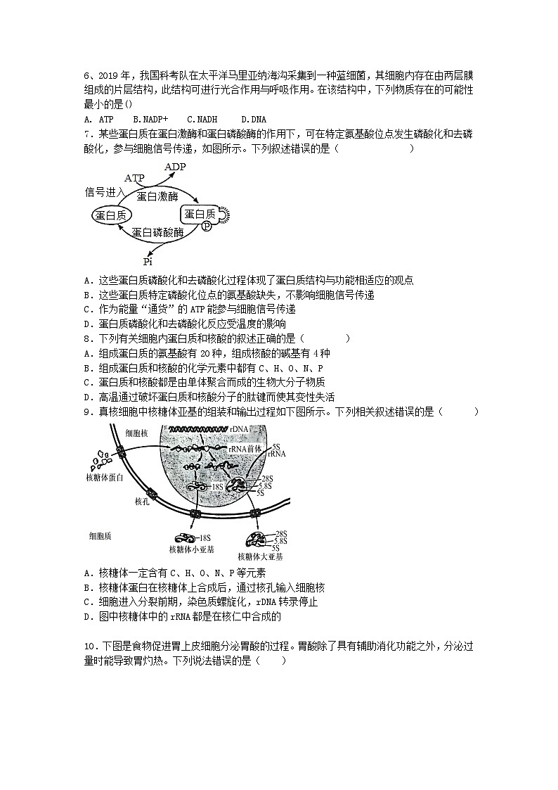 江苏省泗阳县2024-2025学年高三上学期第一次质量调研生物试题02