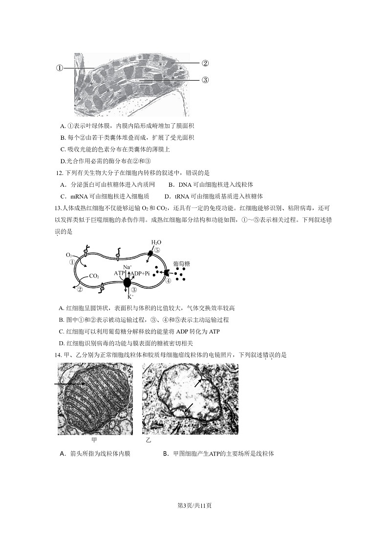 [生物]2024北京十五中高三上学期开学考试卷及答案第3页