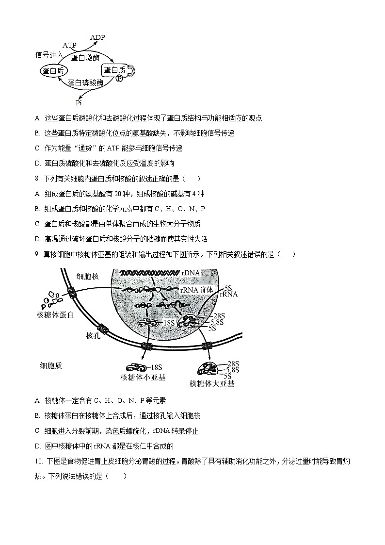 江苏省泗阳县2024-2025学年高三上学期第一次质量调研生物试题（原卷版）第3页