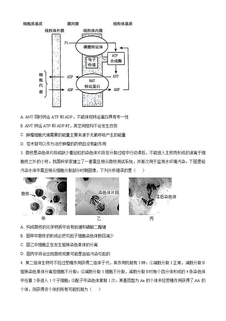 安徽省鼎尖教育联考2024-2025学年高二上学期开学考试生物试题（Word版附答案）02