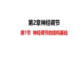 人教版（2019）高中生物选择性必修一第二章第1节  神经调节的结构基础-课件