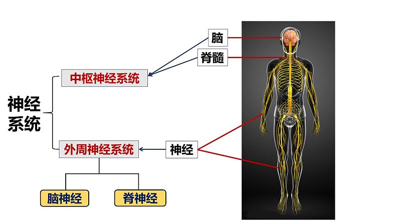 人教版（2019）高中生物选择性必修一第二章第1节  神经调节的结构基础-课件03