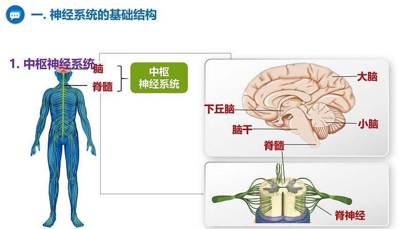 人教版（2019）高中生物选择性必修一第二章第1节  神经调节的结构基础-课件04