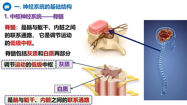 人教版（2019）高中生物选择性必修一第二章第1节  神经调节的结构基础-课件06