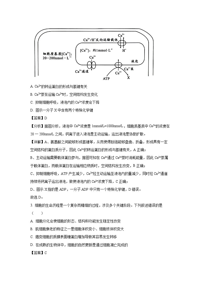 [生物]安徽省A10联盟2024-2025学年高三上学期开学考试(解析版)第2页