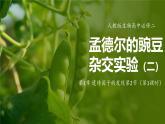 人教版生物高中必修二第1章 遗传因子的发现第2节孟德尔的豌豆杂交实验（二）（第1课时）课件