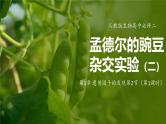 人教版生物高中必修二第1章 遗传因子的发现第2节孟德尔的豌豆杂交实验（二）（第1课时）课件