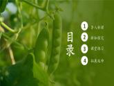 人教版生物高中必修二第1章 遗传因子的发现第2节孟德尔的豌豆杂交实验（二）（第1课时）课件