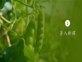 人教版生物高中必修二第1章 遗传因子的发现第2节孟德尔的豌豆杂交实验（二）（第1课时）课件
