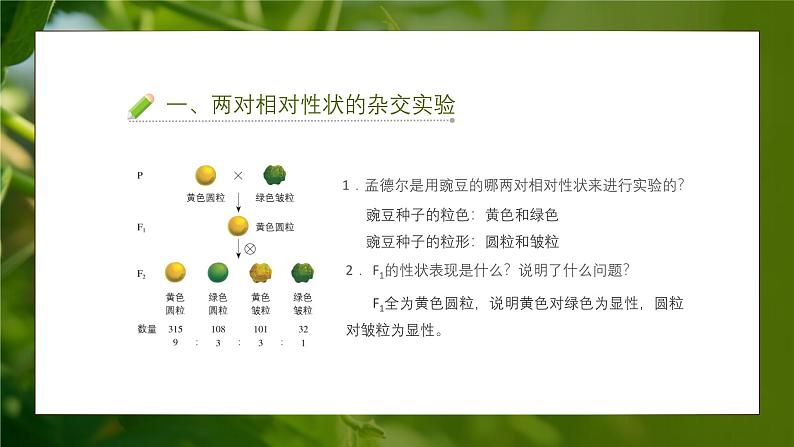 人教版生物高中必修二第1章 遗传因子的发现第2节孟德尔的豌豆杂交实验（二）（第1课时）课件第7页