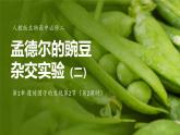 人教版生物高中必修二第1章 遗传因子的发现第2节孟德尔的豌豆杂交实验（二）（第2课时）课件