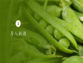 人教版生物高中必修二第1章 遗传因子的发现第2节孟德尔的豌豆杂交实验（二）（第2课时）课件